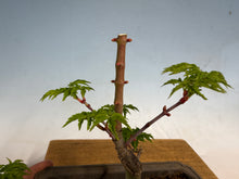 Load image into Gallery viewer, Shishigashira Japanese Maple 013

