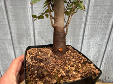 Load image into Gallery viewer, Zelkova, Japanese Grey Bark Elm #9
