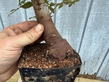 Load image into Gallery viewer, Zelkova, Japanese Grey Bark Elm #16

