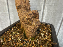 Load image into Gallery viewer, Trident Maple #47
