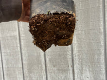 Load image into Gallery viewer, Zelkova, Japanese Grey Bark Elm #12
