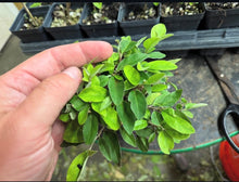 Load image into Gallery viewer, Kon-Gumi (Deciduous Eleagnus)
