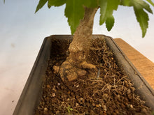 Load image into Gallery viewer, Trident Maple 014
