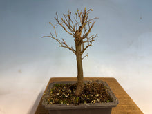Load image into Gallery viewer, Zelkova, Japanese Grey Bark Elm 004
