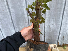 Load image into Gallery viewer, Chinese Quince #10
