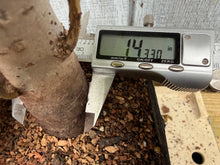 Load image into Gallery viewer, Zelkova, Japanese Grey Bark Elm #2

