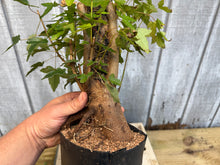 Load image into Gallery viewer, Trident Maple #44
