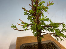 Load image into Gallery viewer, Dawn Redwood 003
