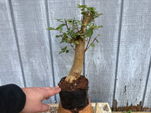 Load image into Gallery viewer, Japanese Crepe Myrtle #2
