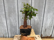 Load image into Gallery viewer, Zelkova, Japanese Grey Bark Elm #13
