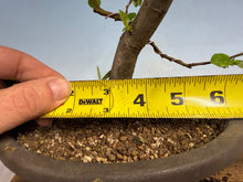 Load image into Gallery viewer, Chinese Quince 011
