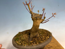 Load image into Gallery viewer, Japanese Maple 001
