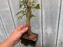 Load image into Gallery viewer, Trident Maple #36
