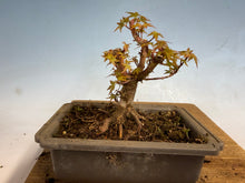 Load image into Gallery viewer, Kotohime Japanese Maple-011
