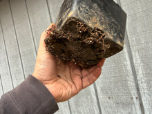 Load image into Gallery viewer, Zelkova, Japanese Grey Bark Elm #2
