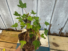 Load image into Gallery viewer, Trident Maple #3
