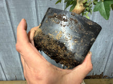 Load image into Gallery viewer, Trident Maple #14
