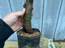 Load image into Gallery viewer, Chinese Quince #6
