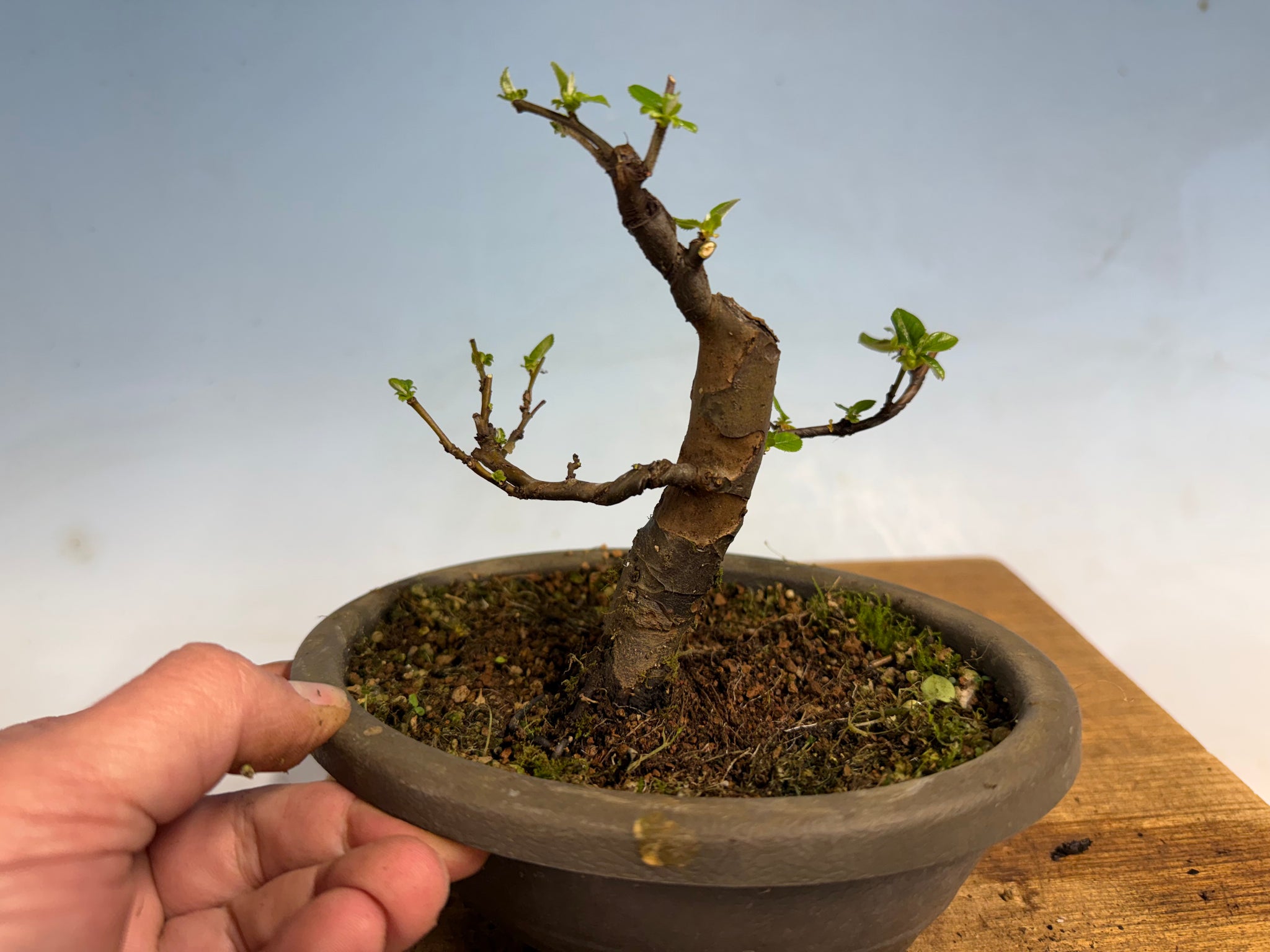 Chinese Quince 001 – Kaede Bonsai-en