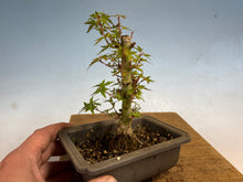 Load image into Gallery viewer, Kotohime Japanese Maple-014
