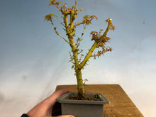 Load image into Gallery viewer, Kotohime Japanese Maple-006-air layer
