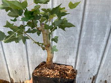 Load image into Gallery viewer, Trident Maple #2
