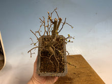 Load image into Gallery viewer, Zelkova, Japanese Grey Bark Elm 002
