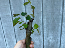 Load image into Gallery viewer, Chinese Quince #3

