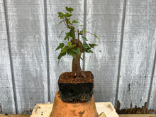 Load image into Gallery viewer, Trident Maple #18
