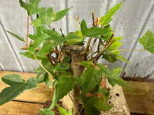 Load image into Gallery viewer, Trident Maple #13
