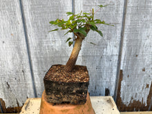 Load image into Gallery viewer, Trident Maple #3
