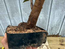 Load image into Gallery viewer, Zelkova, Japanese Grey Bark Elm #14
