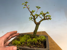 Load image into Gallery viewer, Shishigashira Japanese Maple 002
