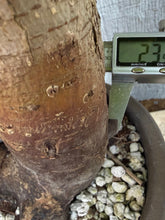 Load image into Gallery viewer, Zelkova, Japanese Grey Bark Elm #21
