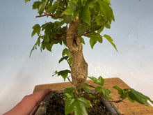 Load image into Gallery viewer, Trident Maple 009
