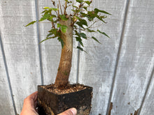 Load image into Gallery viewer, Trident Maple #9
