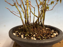 Load image into Gallery viewer, Japanese Maple Clump 002 13 Trees
