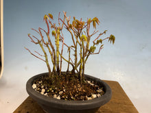 Load image into Gallery viewer, Japanese Maple Clump 002 13 Trees
