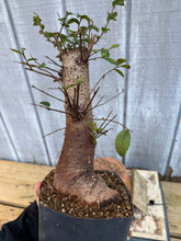 Load image into Gallery viewer, Chinese Elm #2
