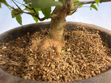 Load image into Gallery viewer, Trident Maple 022
