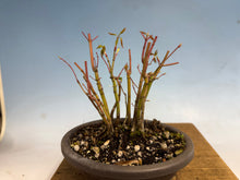 Load image into Gallery viewer, Japanese Maple Clump 001-11 Trees
