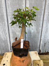Load image into Gallery viewer, Trident Maple #16

