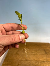 Load image into Gallery viewer, Japanese Gardenia Bare Root
