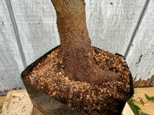 Load image into Gallery viewer, Trident Maple #32
