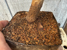 Load image into Gallery viewer, Trident Maple #3
