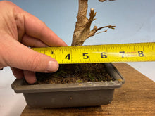 Load image into Gallery viewer, Trident Maple 004
