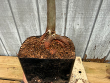 Load image into Gallery viewer, Zelkova, Japanese Grey Bark Elm #4
