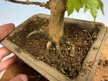Load image into Gallery viewer, Trident Maple 011
