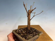 Load image into Gallery viewer, Dawn Redwood 001

