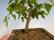 Load image into Gallery viewer, Trident Maple 021

